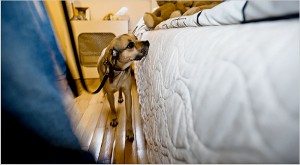 11bedbugspan-1-articleLarge